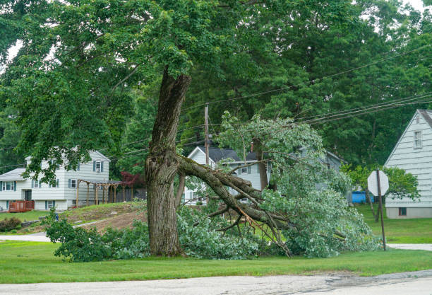 How Our Tree Care Process Works  in  Dulles Town Center, VA